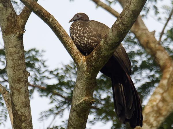 <h3><a href="/trips/costa-rica/biota/animalia/chordata/aves/006 galliformes/002 cracidae/penelope purpurascens/penelope purpurascens-nl.html">Penelope&nbsp;purpurascens</a> / Crested&nbsp;guan / Kuifsjakohoen</h3>OM-1 Mark II met M.300mm F4.0 + MC-14, 1/2000 sec  bij F5.6, ISO 2500, afstand 272&nbsp;m